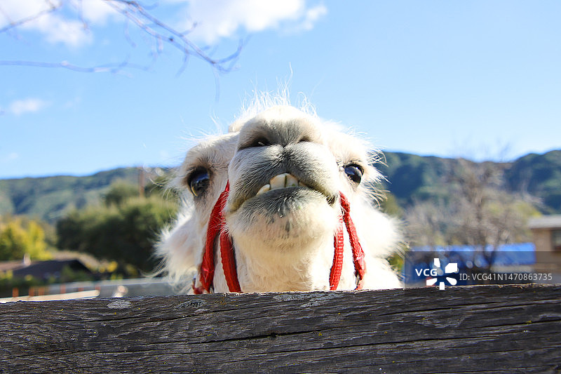 奥海的骆驼图片素材