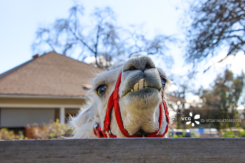 奥海的骆驼图片素材