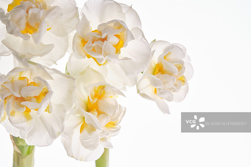 白色背景上的新娘水仙花特写图片素材