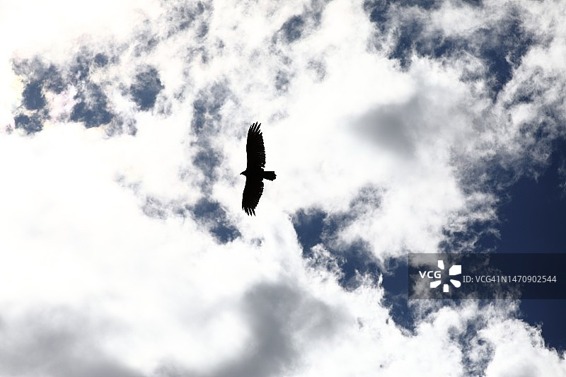 翅膀展开的鸟在多云的蓝天下的轮廓剪影图片素材