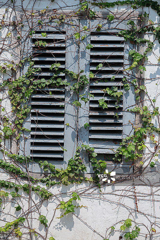 攀附在白色墙壁上的绿色藤蔓图片素材