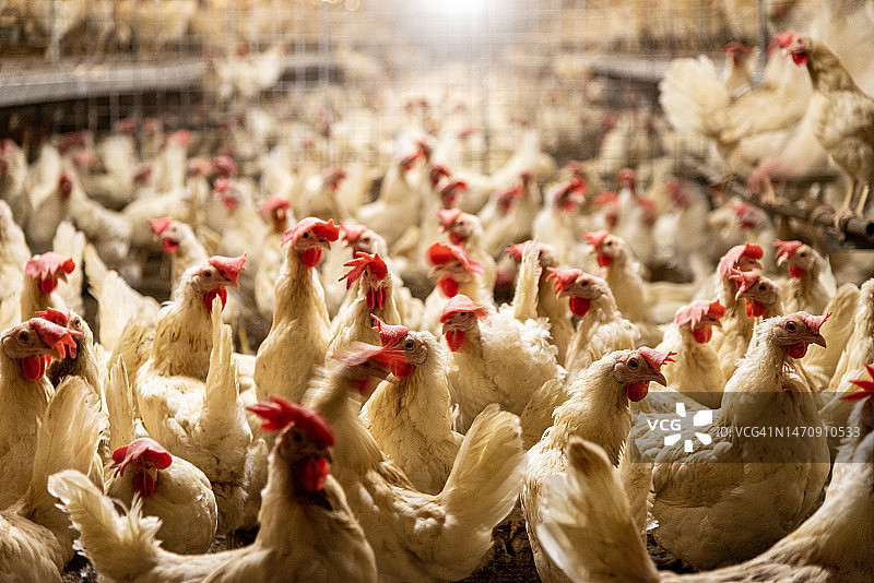 养鸡场图片素材