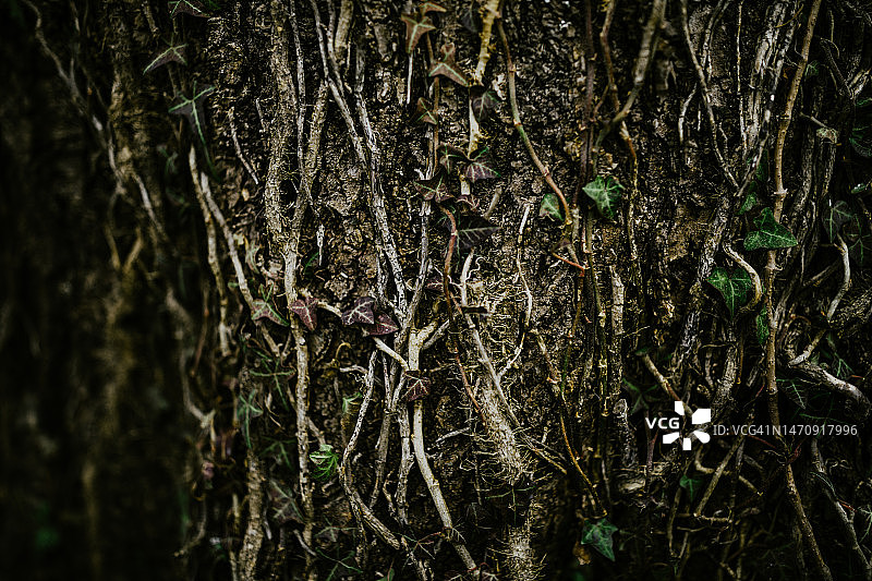 森林中树干上的根，特写结构图片素材