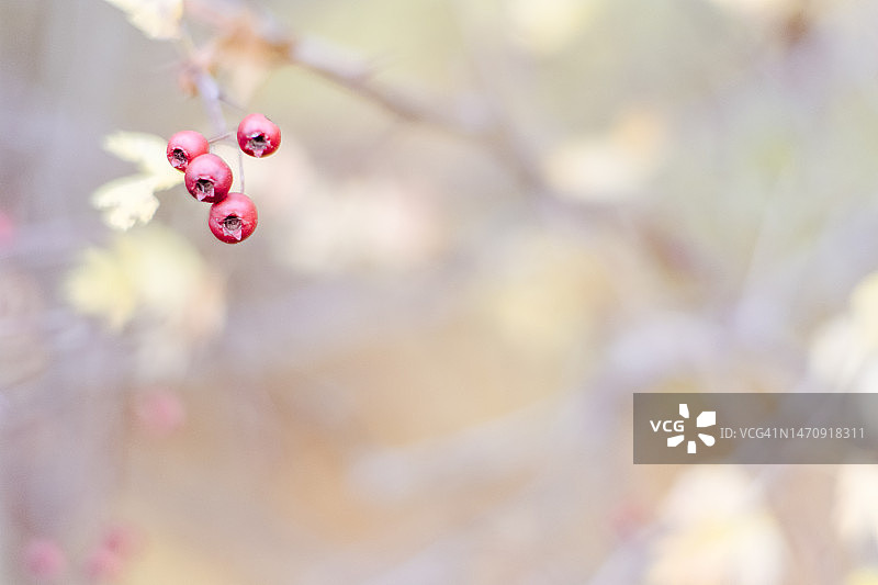 冬季红色花楸浆果，树枝上的红色浆果图片素材