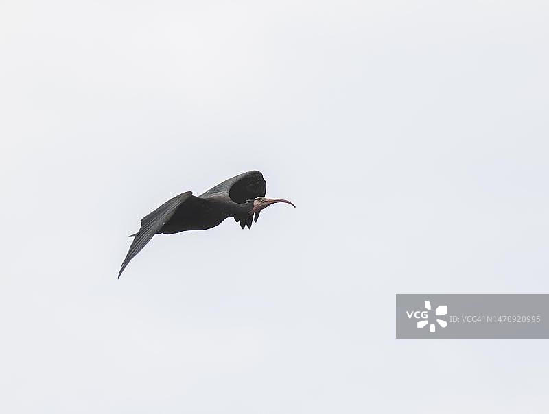 阿尔卑斯山麓飞行的罕见北秃鹳图片素材