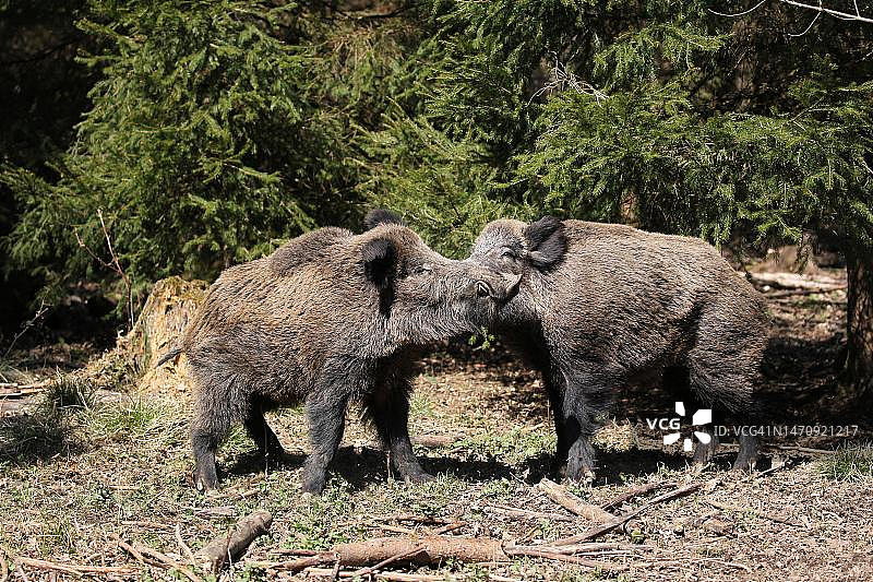 在德国巴伐利亚州云杉林前争吵的强壮野猪图片素材