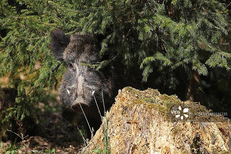 德国巴伐利亚阿尔高的云杉林中强壮的野猪图片素材