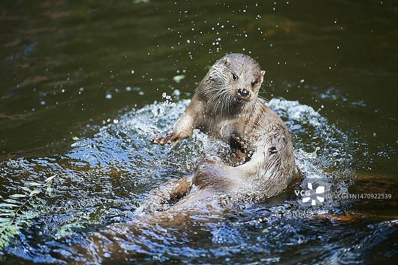 在水中嬉戏的欧洲水獭（Lutra lutra），巴伐利亚，德国图片素材