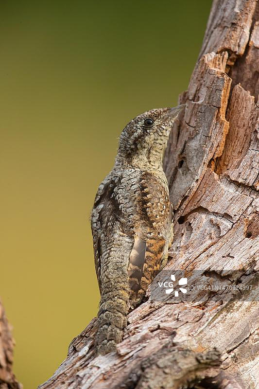 具有完美伪装的欧亚蚁鴷，德国图片素材