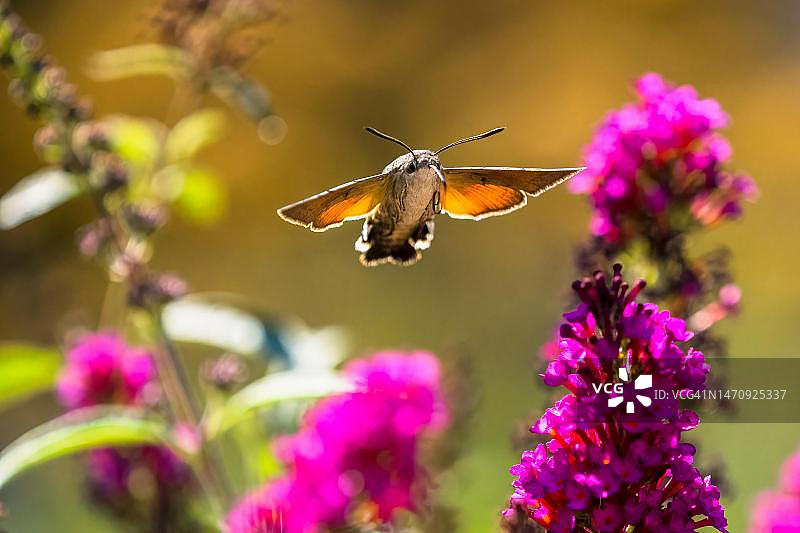 蜂鸟蛾飞向蝴蝶灌木花朵图片素材