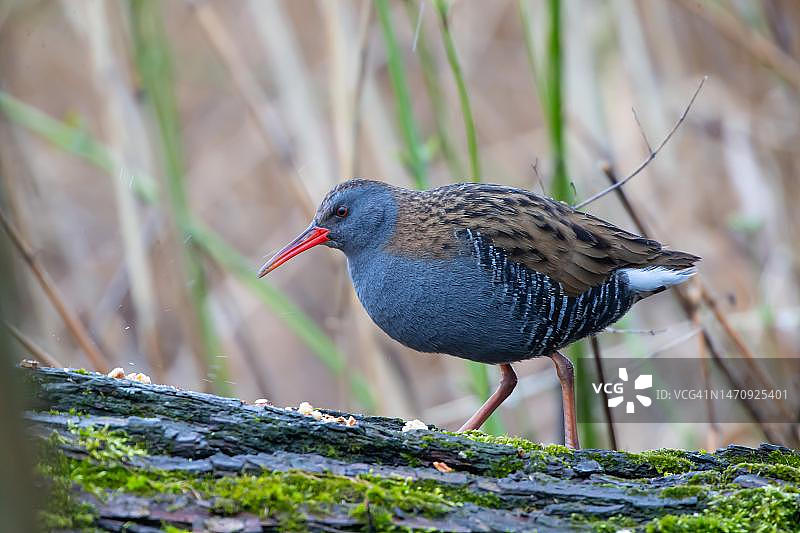 觅食的普通秧鸡图片素材