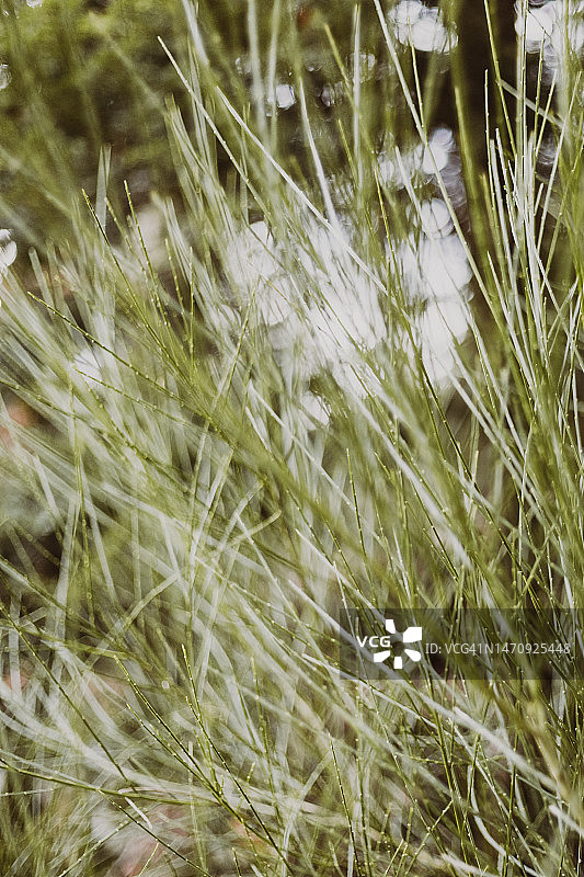 纤细植物的微距摄影：唯美自然图片素材