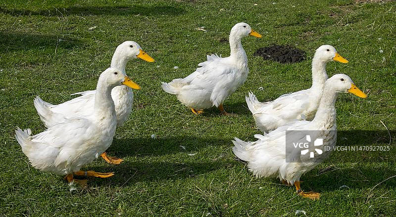北京鸭（家鸭），德国石勒苏益格-荷尔斯泰因州，北海弗尔岛图片素材
