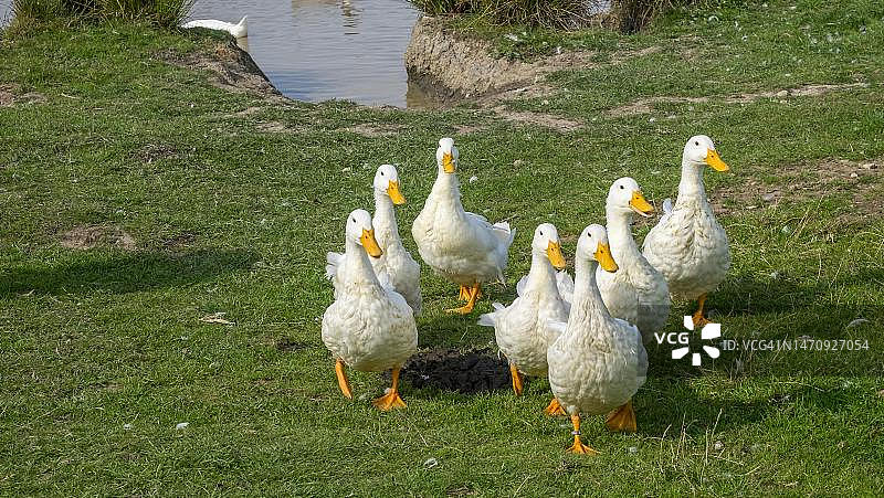 池塘里的北京鸭（家鸭），德国石勒苏益格-荷尔斯泰因州图片素材
