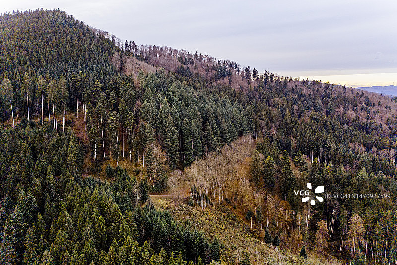 德国黑森林冬季森林的航拍图片素材