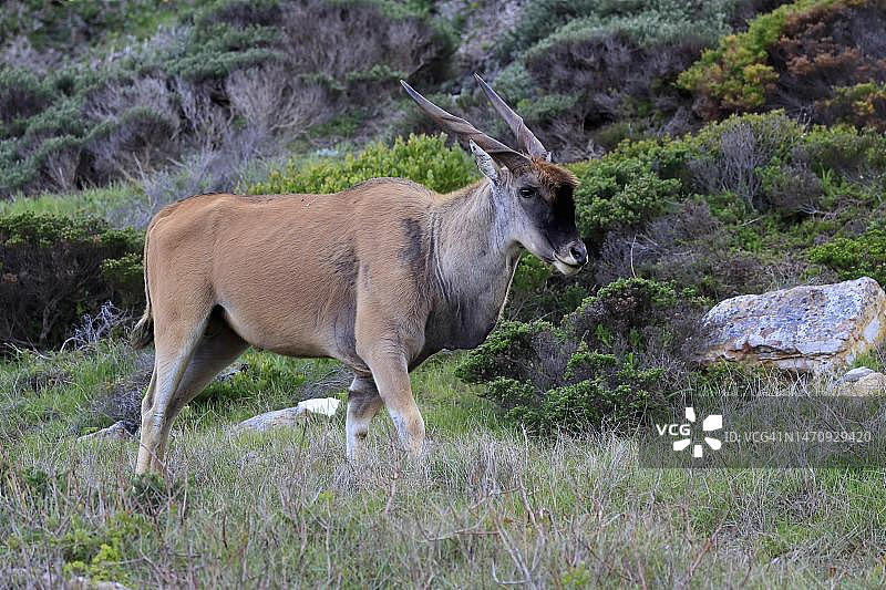 大羚羊，成年雄性，觅食，好望角，南非西开普省图片素材