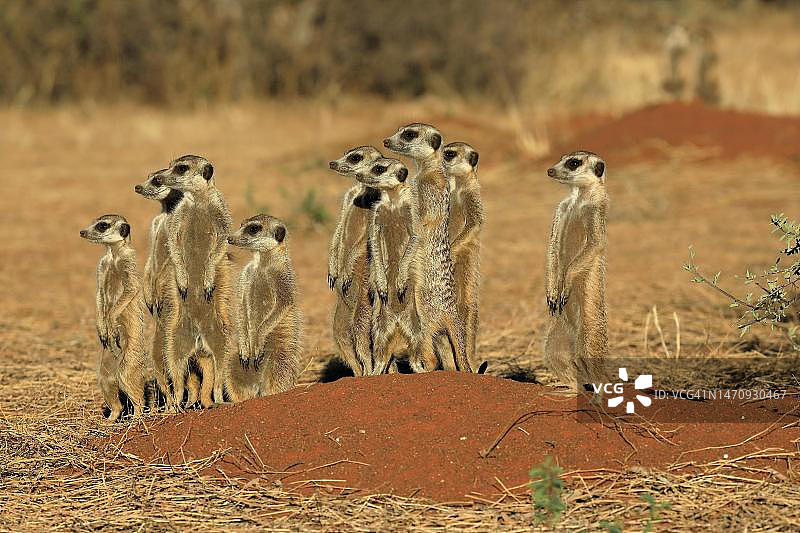在茨瓦卢禁猎区,卡拉哈里,北开普,南非,站立,警觉,守卫在洞穴上的猫鼬图片素材
