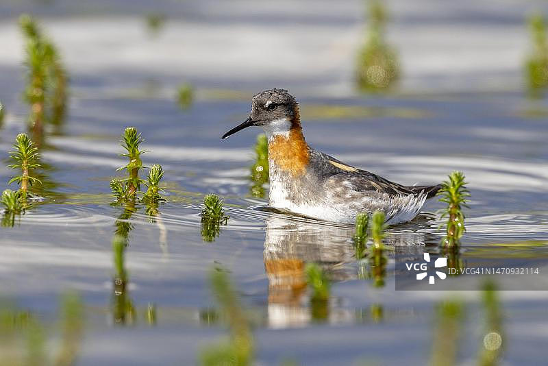 红颈瓣足鹬在游泳，挪威芬马克瓦朗格峡湾图片素材