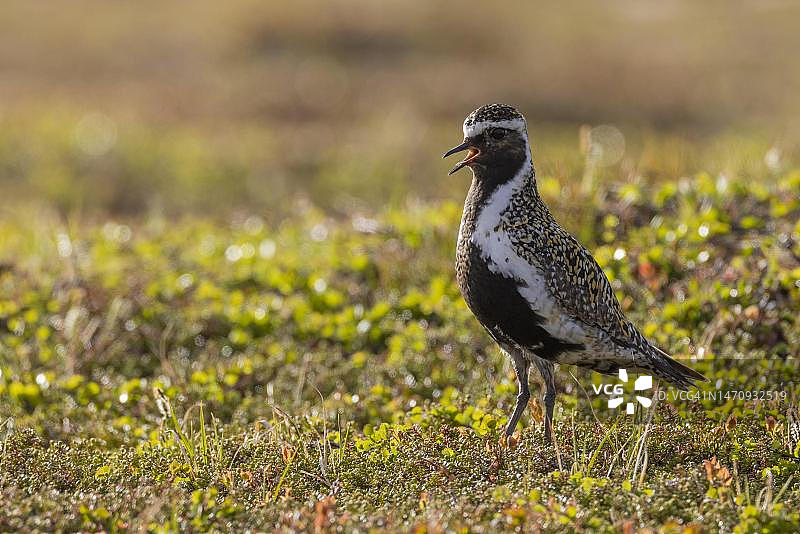挪威北部的欧洲金鸻图片素材