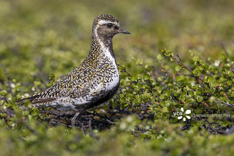瓦伦格峡湾的欧洲金鸻图片素材