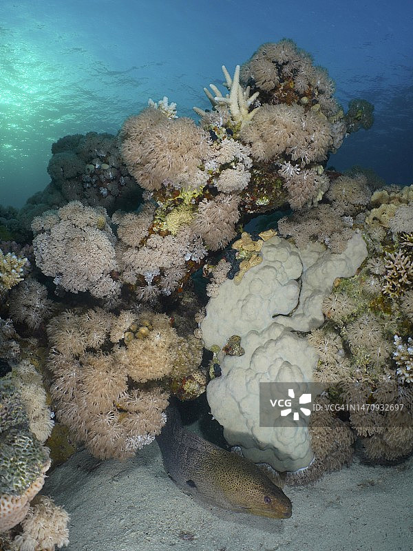 大珊瑚块下的巨型莫瑞鳗(Gymnothorax javanicus),潜水点位于埃及红海El Quesir的红树林湾图片素材