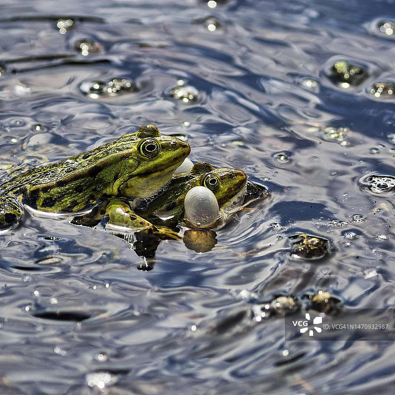 池塘青蛙，一对在池塘中游泳，发出气泡声，德国施泰因胡德梅尔自然公园图片素材