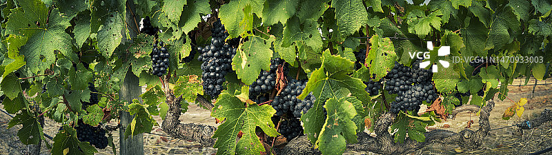 主收获后的葡萄园图片素材