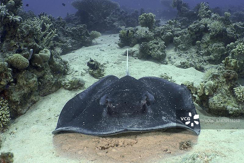 黑斑条尾魟的肖像，摄于埃及红海洪加达图片素材