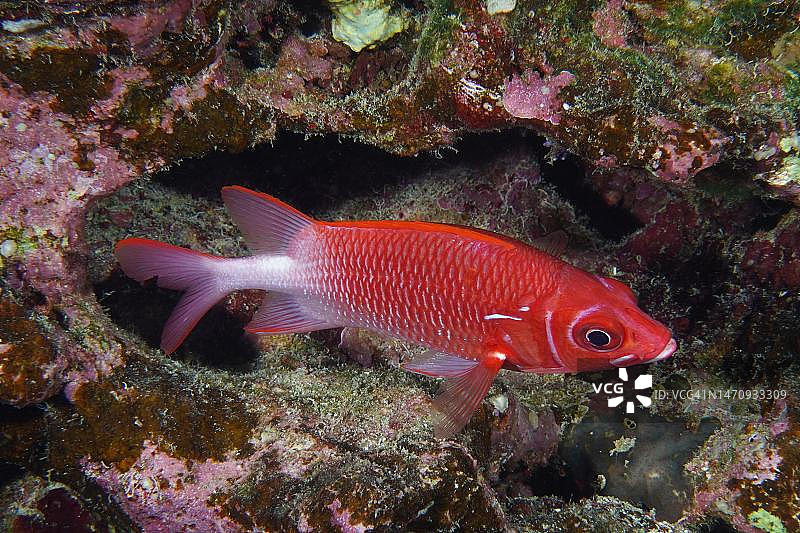 银斑松球鱼，红海埃尔库塞尔红树林湾图片素材