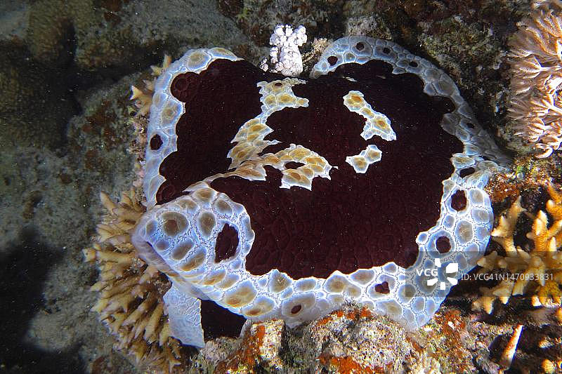 红海阿布达巴潜水点的大沙发垫海螺图片素材