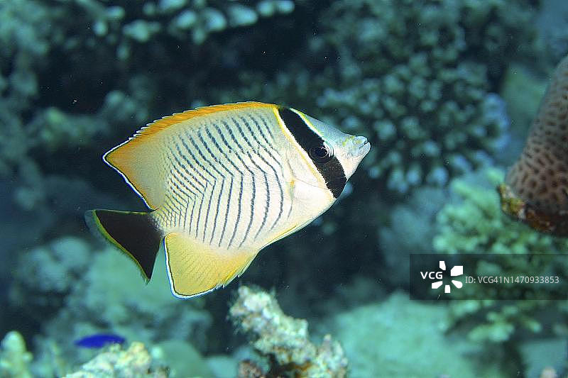 雪佛龙蝴蝶鱼，红海，埃及图片素材