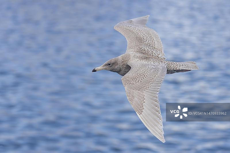 灰翅鸥幼鸟，1或2年冬季羽毛，飞行，挪威芬马克瓦朗厄尔半岛图片素材