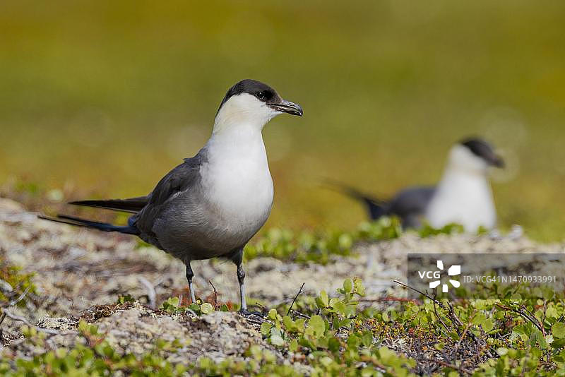 繁殖区内的长尾贼鸥，挪威图片素材