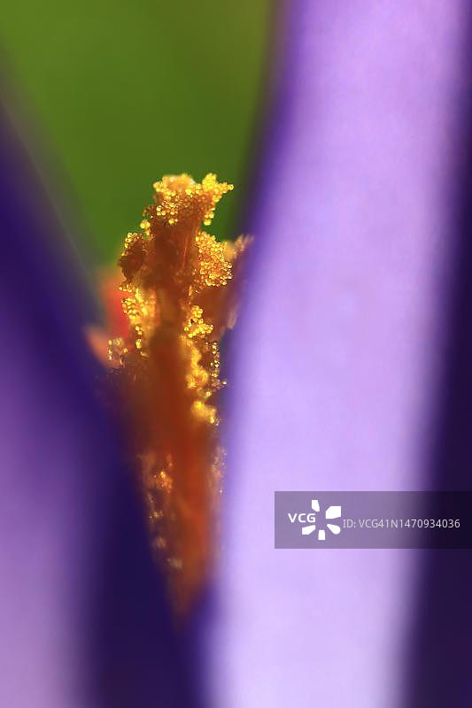 德国冬季的番红花图片素材