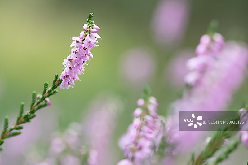 欧石楠，德国下萨克森州图片素材