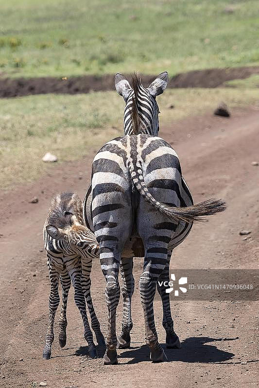 恩戈罗恩戈罗保护区，正在哺乳的平原斑马母子图片素材