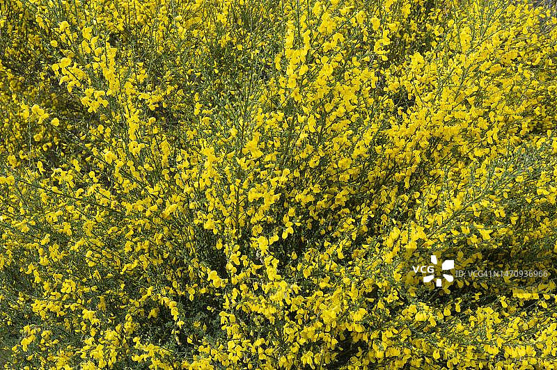 德国下萨克森州盛开的黄花金雀花图片素材