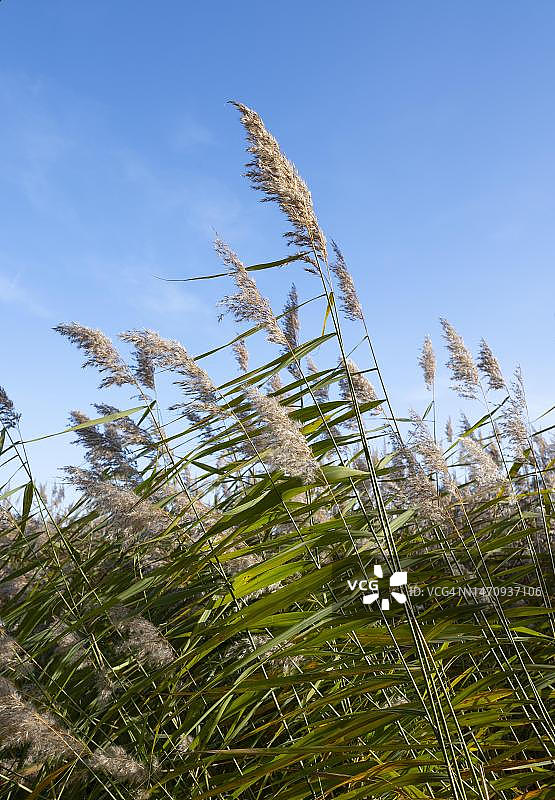 芦苇，蓝天，德国下萨克森州图片素材