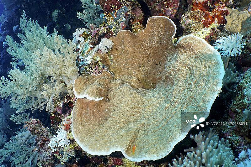 沟纹珊瑚（Pachyseris speciosa），代达罗斯礁潜水点，埃及，红海图片素材