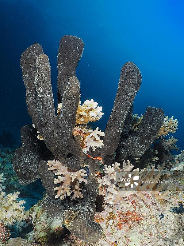红海海绵图片素材