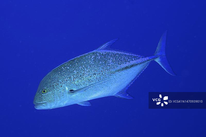 红海埃及兄弟岛大兄弟潜水点的蓝鳍鲹图片素材