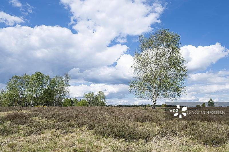 吕讷堡石楠草原上的桦树图片素材