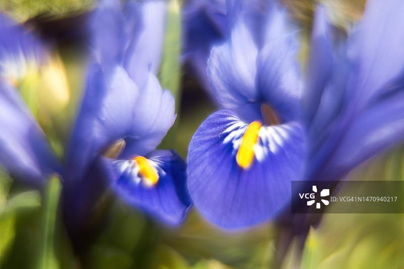 莫雷亚唐菖蒲，风景如画，印象派，德国黑森图片素材