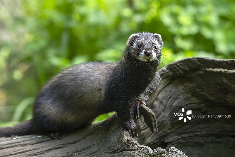 站在旧木头上的欧洲艾鼬图片素材