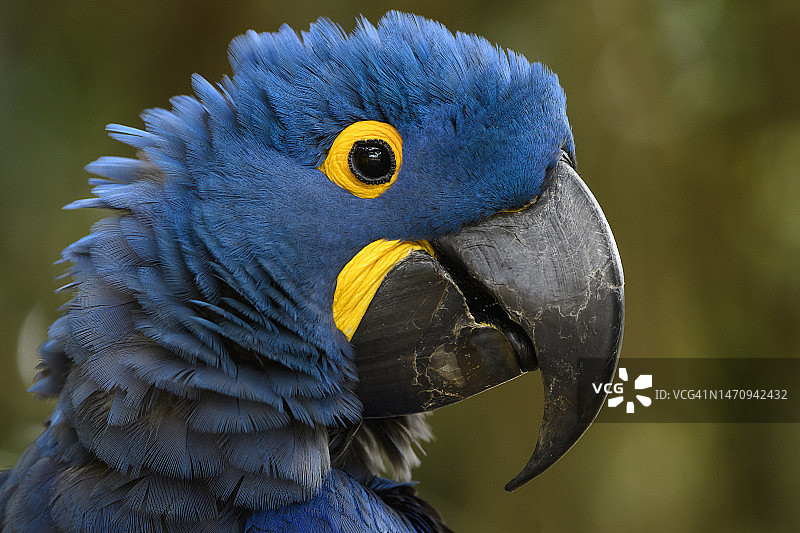 潘塔纳尔的紫蓝金刚鹦鹉肖像图片素材