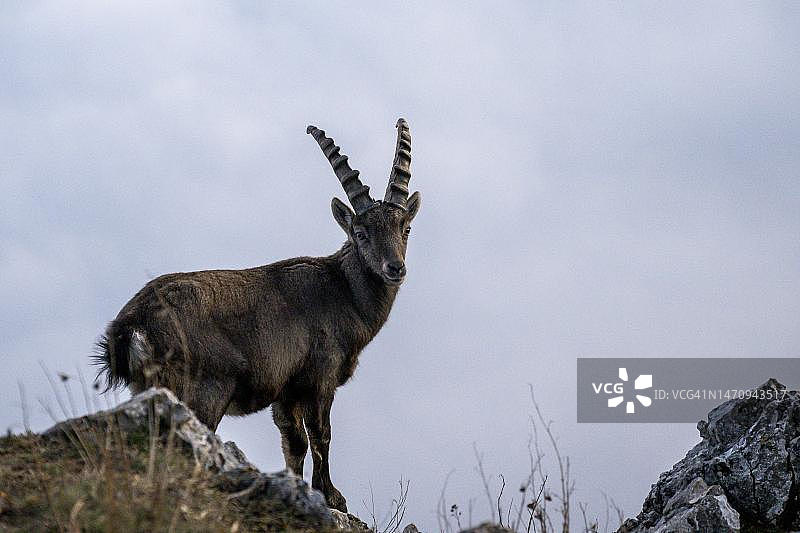 雾中日落时分，奥地利下奥地利州瓦尔德自然公园的高山羚羊图片素材