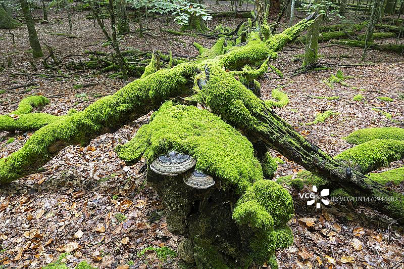 覆盖着苔藓和真菌的枯萎铜山毛榉，巴伐利亚森林，德国巴伐利亚图片素材