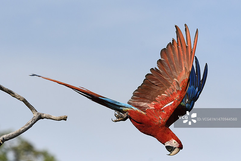 绿翅金刚鹦鹉在潘塔纳尔飞行图片素材