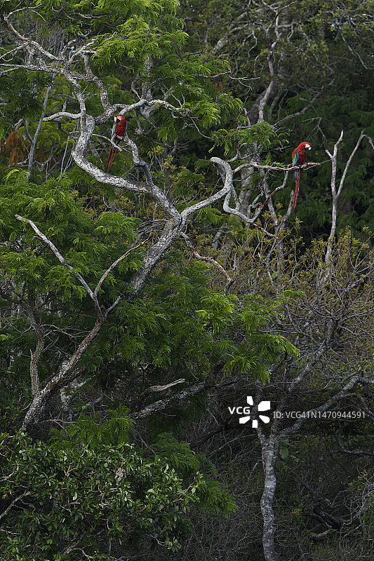 绿翅金刚鹦鹉栖息在潘塔纳尔的树上图片素材