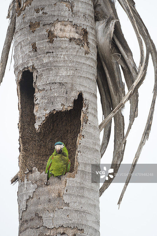 在棕榈树巢穴中的红肩金刚鹦鹉图片素材